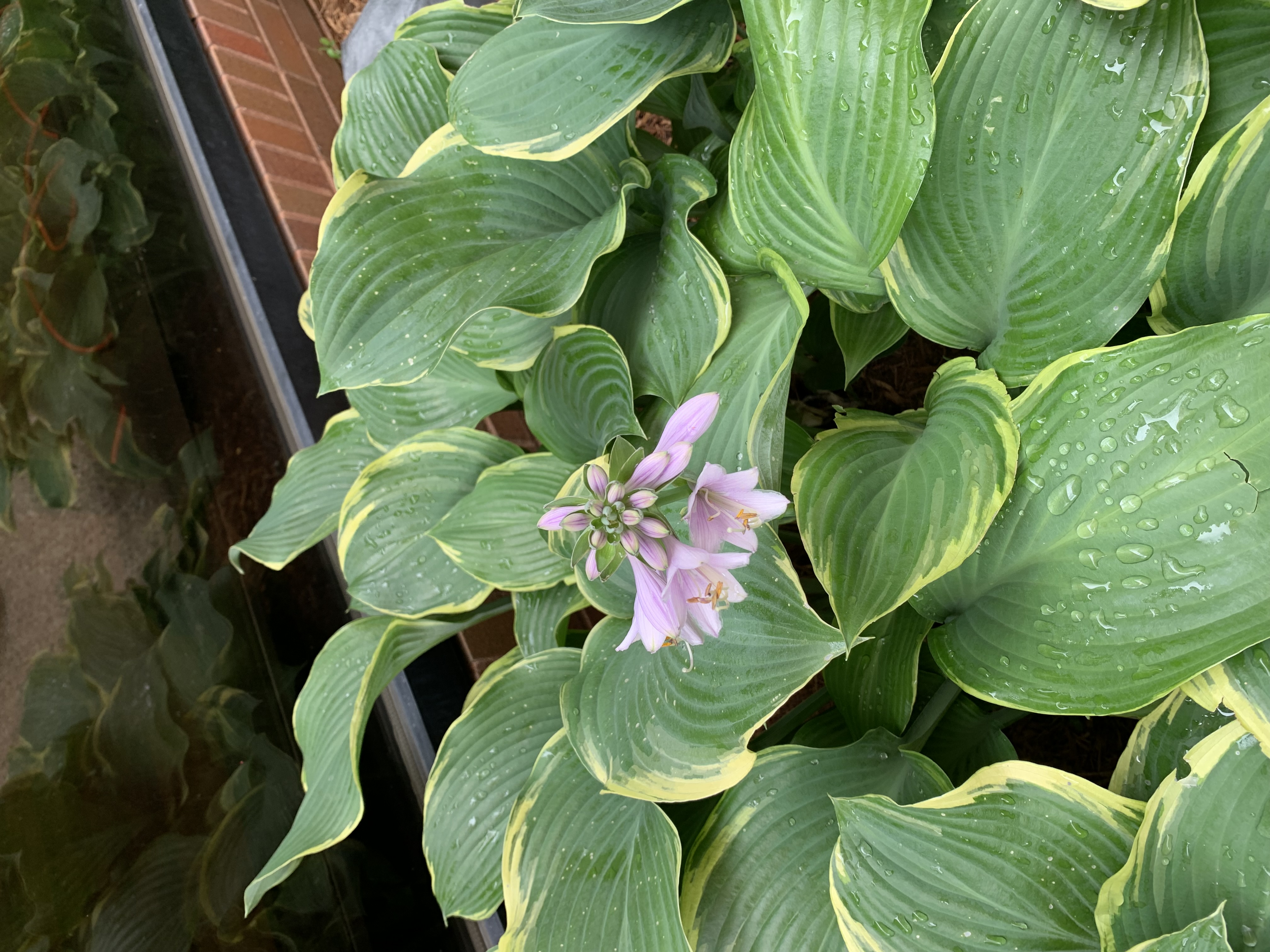 ./2022/06 - St Louis/05 - Day 5/20220525-143755334.JPG